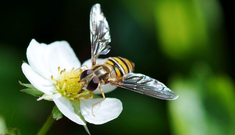 Bee-flower-pixabay-lilimey.jpg-1024×577