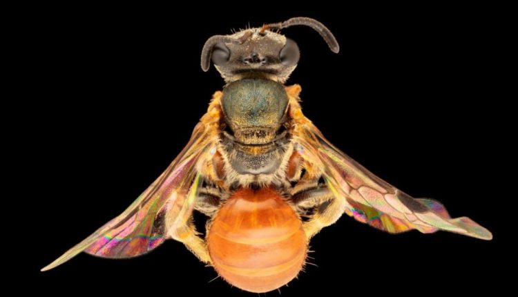 abejas-arcoiris2