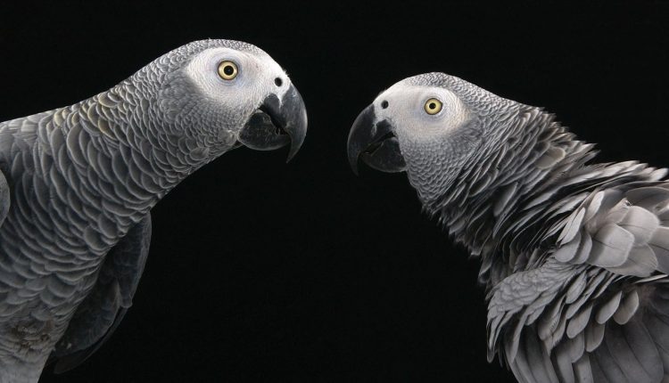 01-parrots-help-eachother-nationalgeographic_2199924