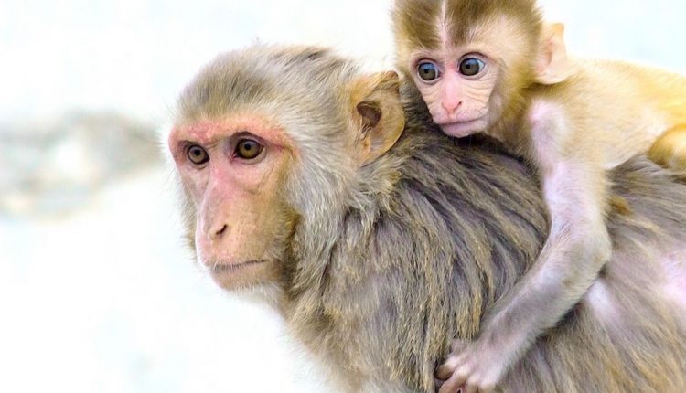 Animals Rhesus Macaque Mammals Monkey Nature