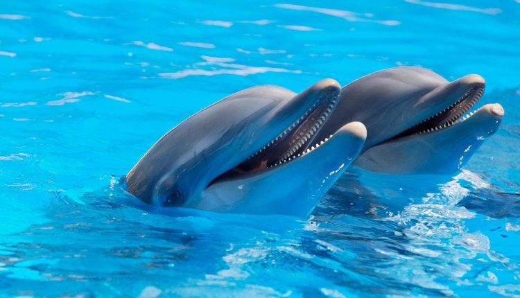Edge-Innovations-creates-robotic-dolphin-to-potentially-replace-mammals-in-captivity-in-China