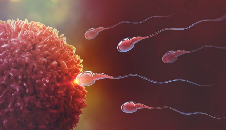 fecundacion-espermatozoides-ovulo
