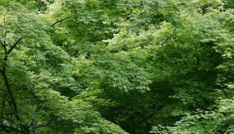 3382427-wood-leaves-maple-trees-thickets-summer-green
