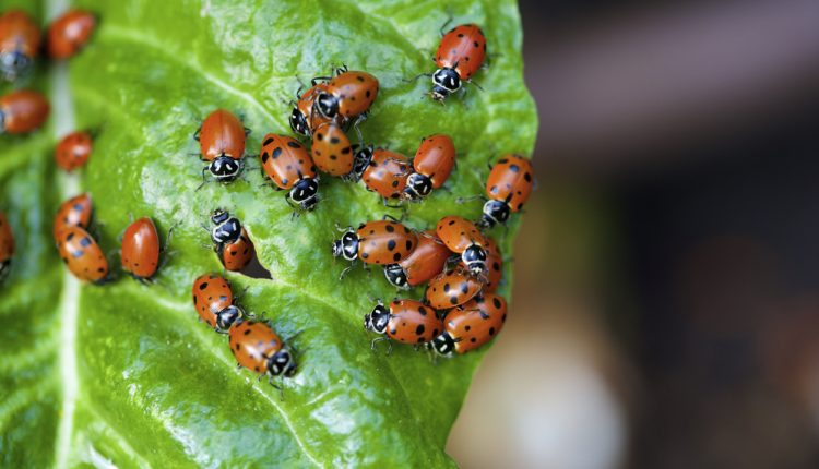 ladybugs on a chard leaf