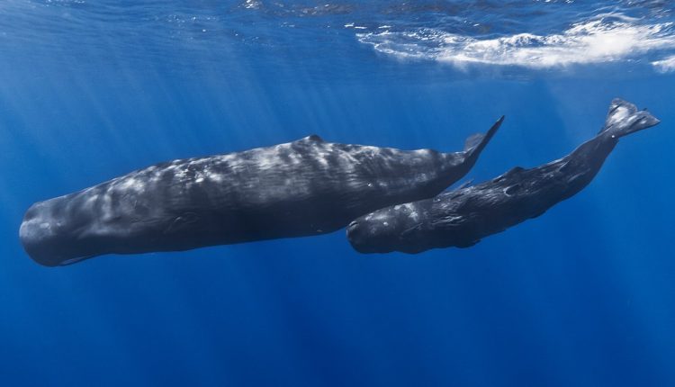 1200px-Mother_and_baby_sperm_whale