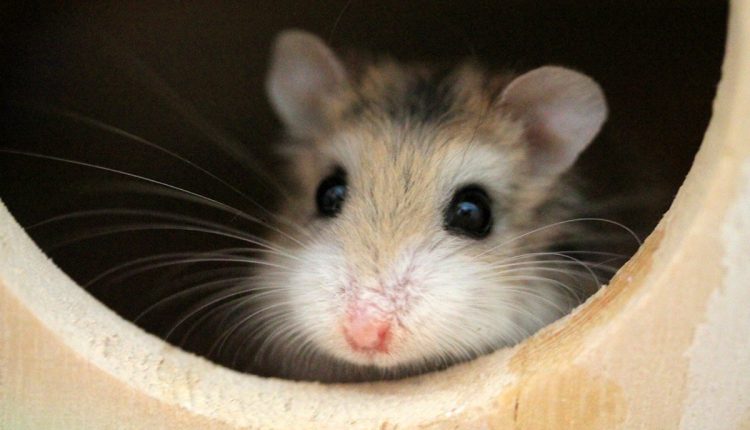 61b5e0827844767070c954667bae6f84