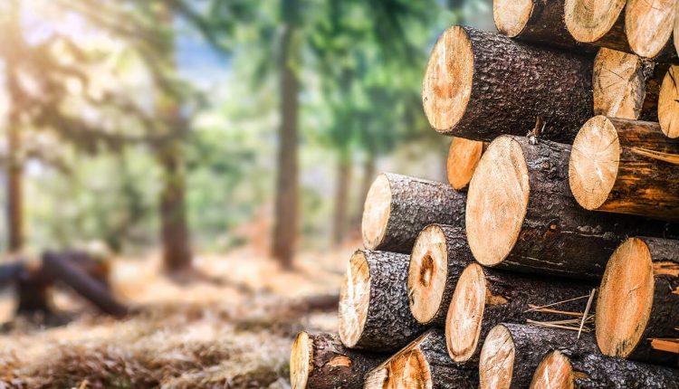 timber-logs