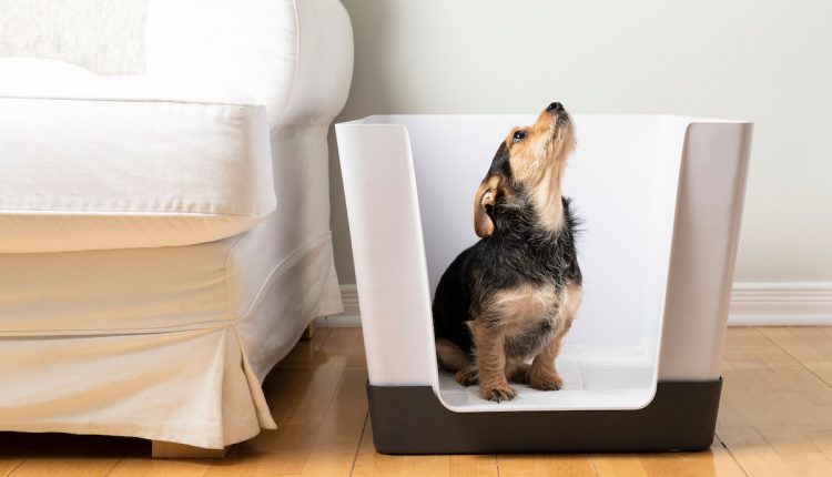 Baño Doggy Bathroom